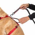 CHESTER - DOG RUNNING BELT AND LEASH - 3/7