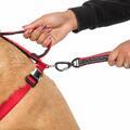 CHESTER - DOG RUNNING BELT AND LEASH - 4/7