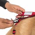 CHESTER - DOG RUNNING BELT AND LEASH - 5/7