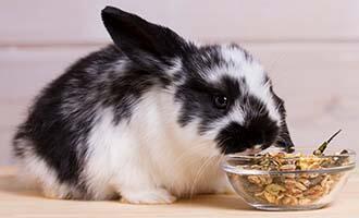 Správné stravování králíků