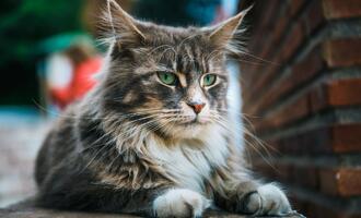 Mainská mývalí kočka - hvězda kočičího světa